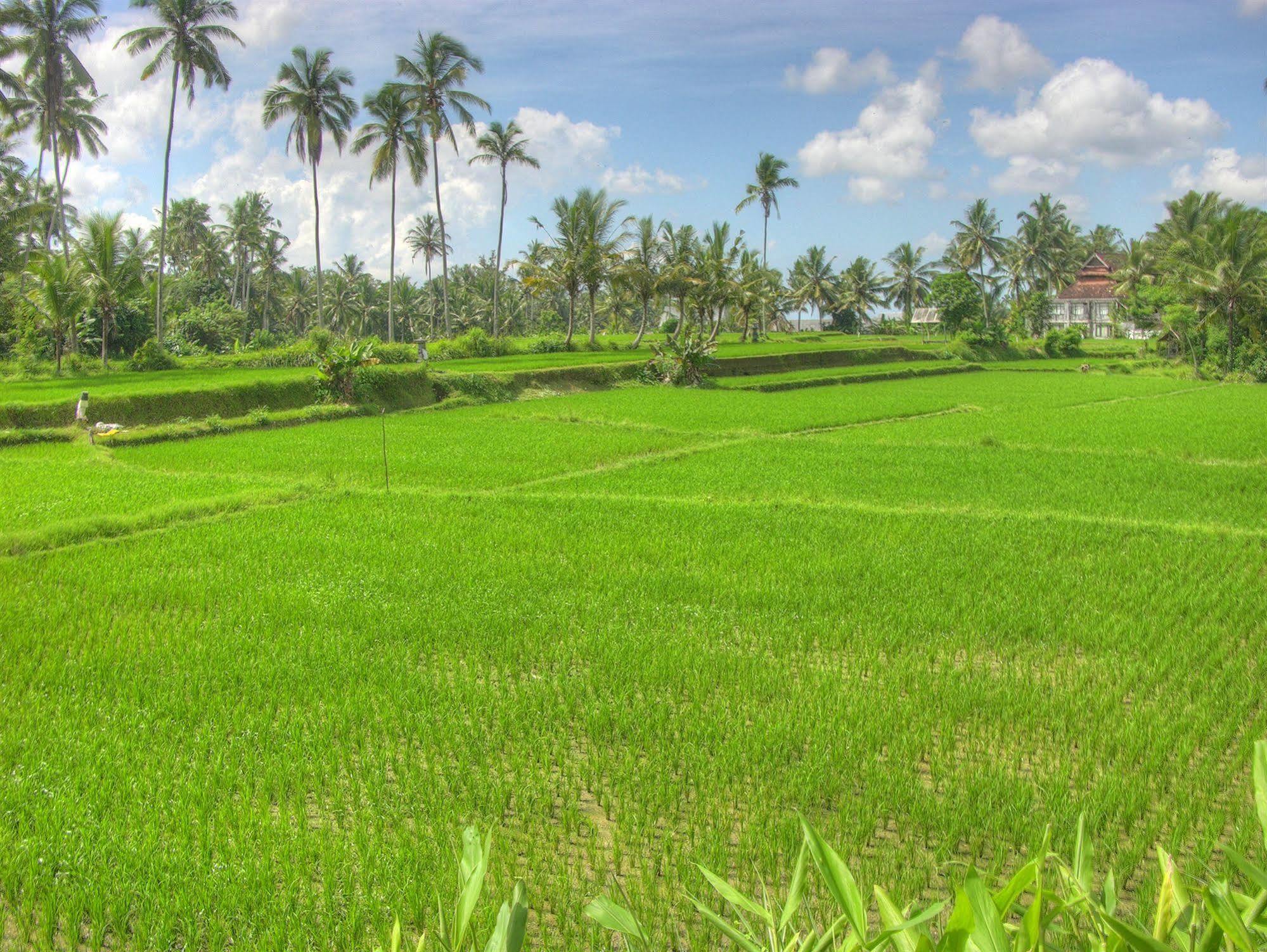 Villa Sabandari Ubud Buitenkant foto