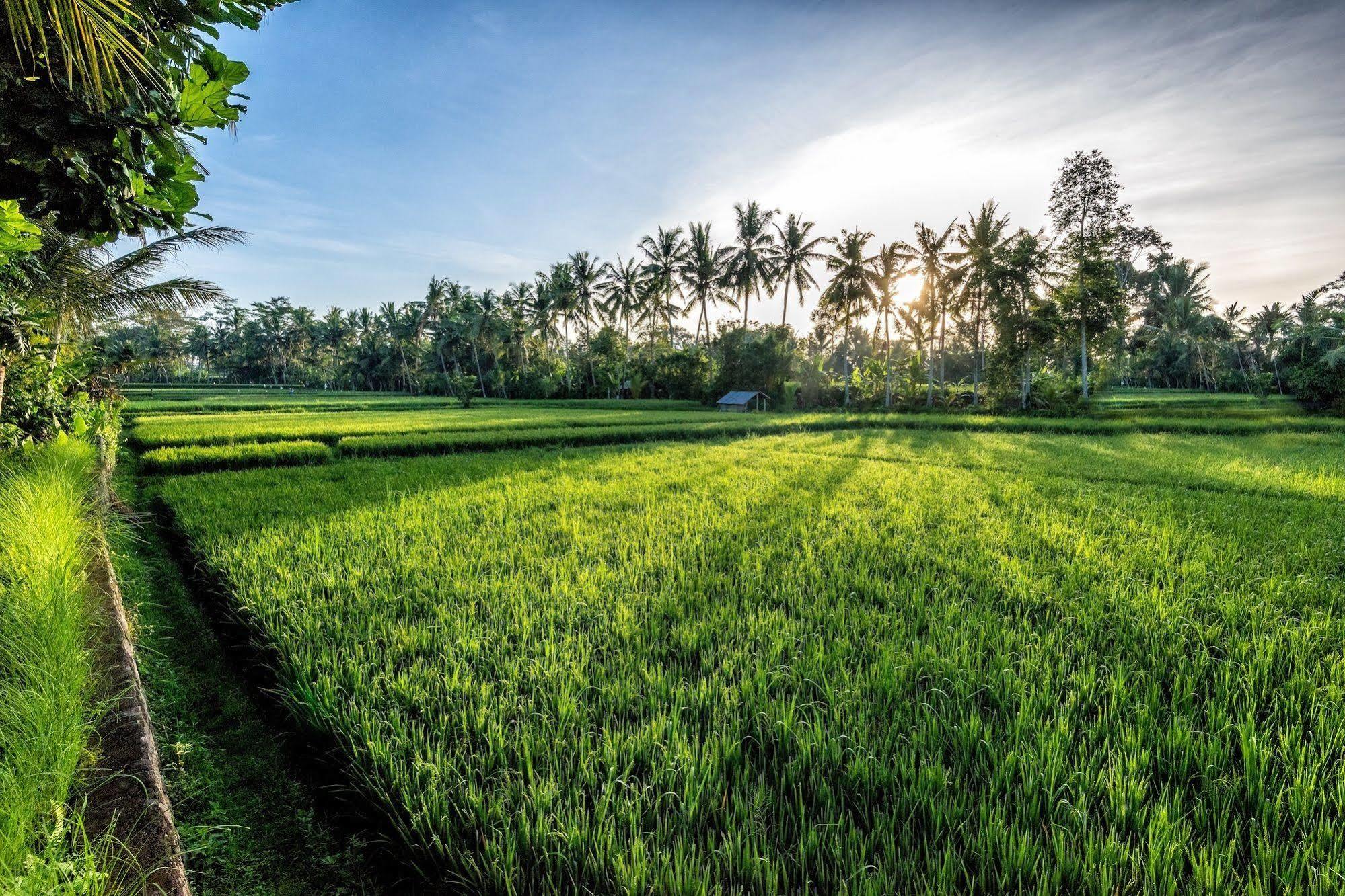 Villa Sabandari Ubud Buitenkant foto